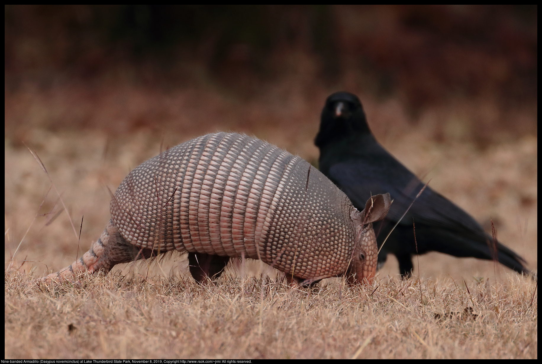 Nine-banded Armadillo (Dasypus novemcinctus) at Lake Thunderbird State Park, November 8, 2019