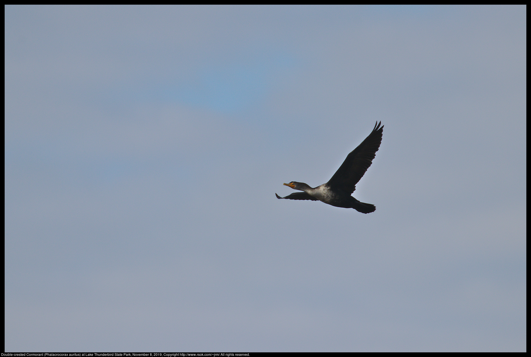 Double-crested Cormorant (Phalacrocorax auritus) at Lake Thunderbird State Park, November 8, 2019