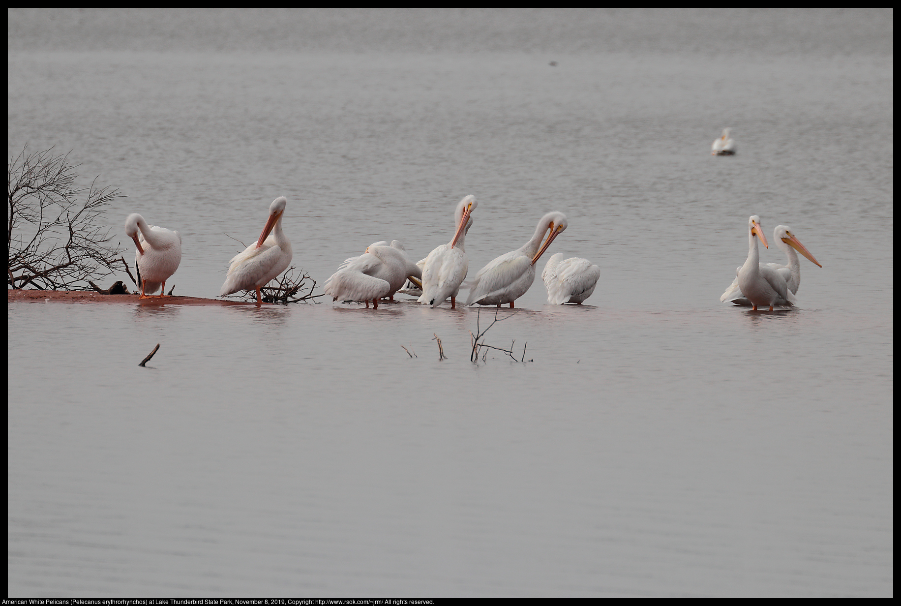 American White Pelicans (Pelecanus erythrorhynchos) at Lake Thunderbird State Park, November 8, 2019