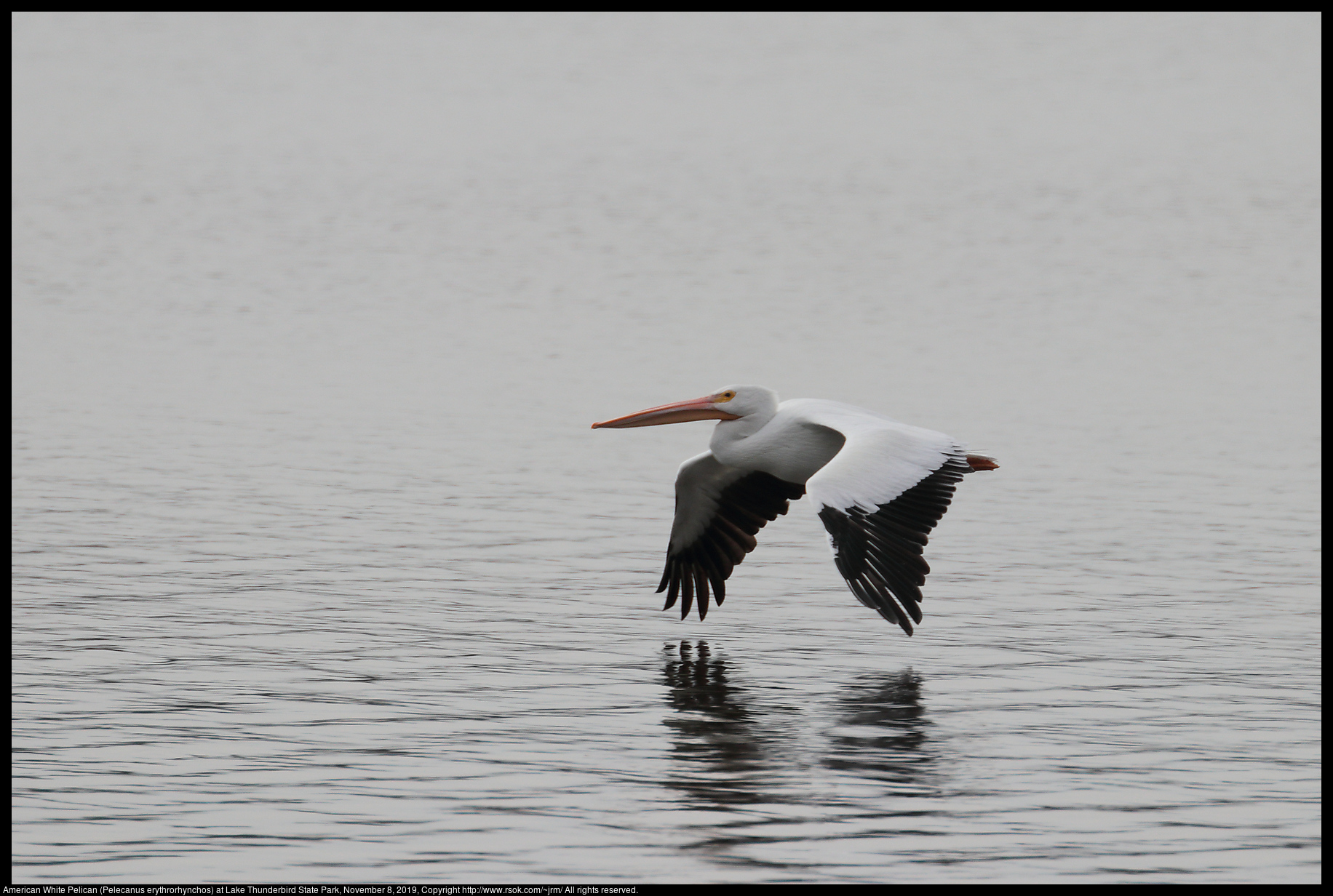 American White Pelican (Pelecanus erythrorhynchos) at Lake Thunderbird State Park, November 8, 2019