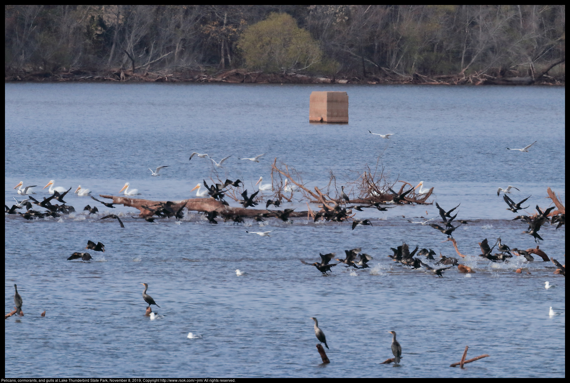 Pelicans, cormorants, and gulls at Lake Thunderbird State Park, November 8, 2019
