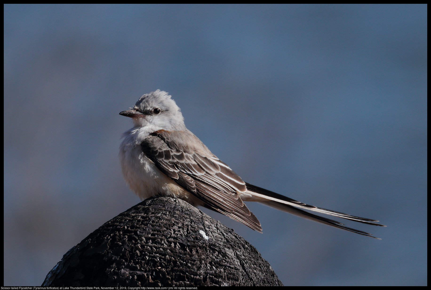 Scissor-tailed Flycatcher (Tyrannus forficatus) at Lake Thunderbird State Park, November 12, 2019