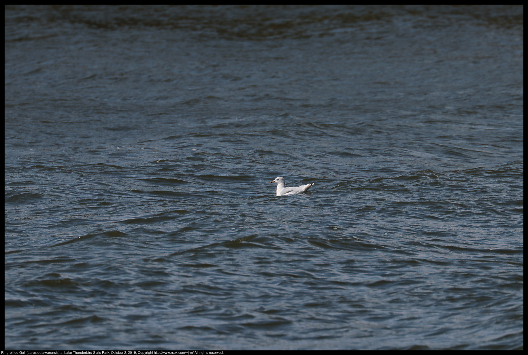 Ring-billed Gull (Larus delawarensis) at Lake Thunderbird State Park, October 2, 2019