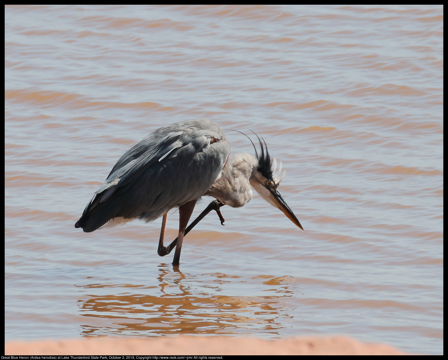 Great Blue Heron (Ardea herodias) at Lake Thunderbird State Park, October 2, 2019