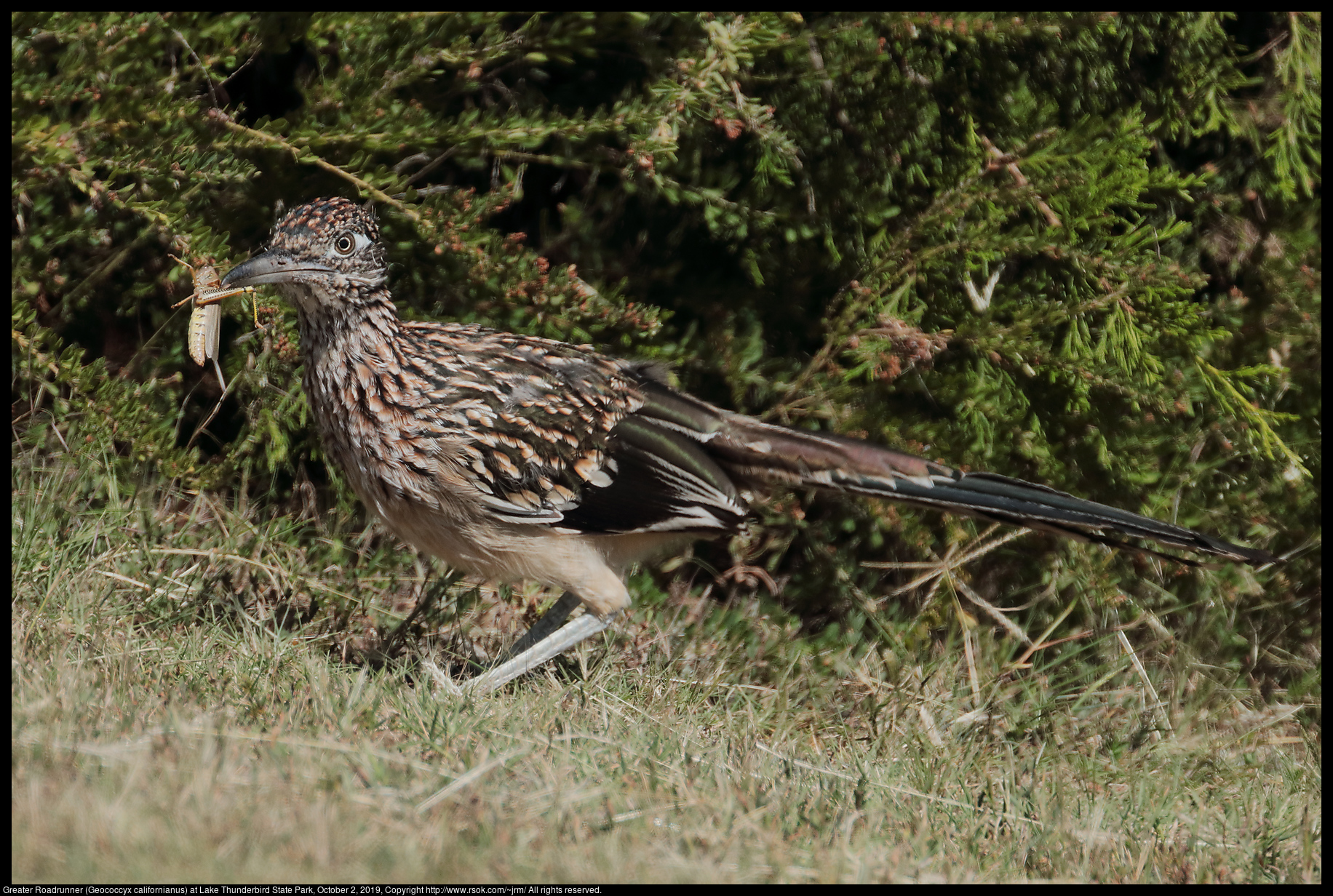 Greater Roadrunner (Geococcyx californianus) at Lake Thunderbird State Park, October 2, 2019