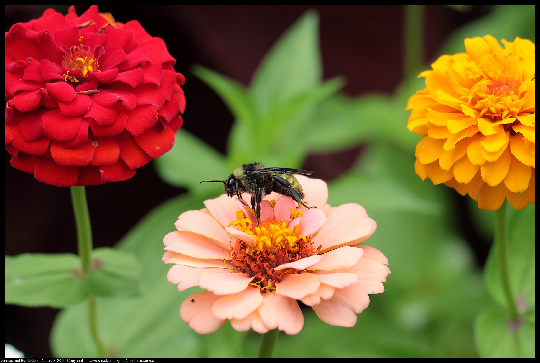 Zinnias and Bumblebee, August 3, 2019