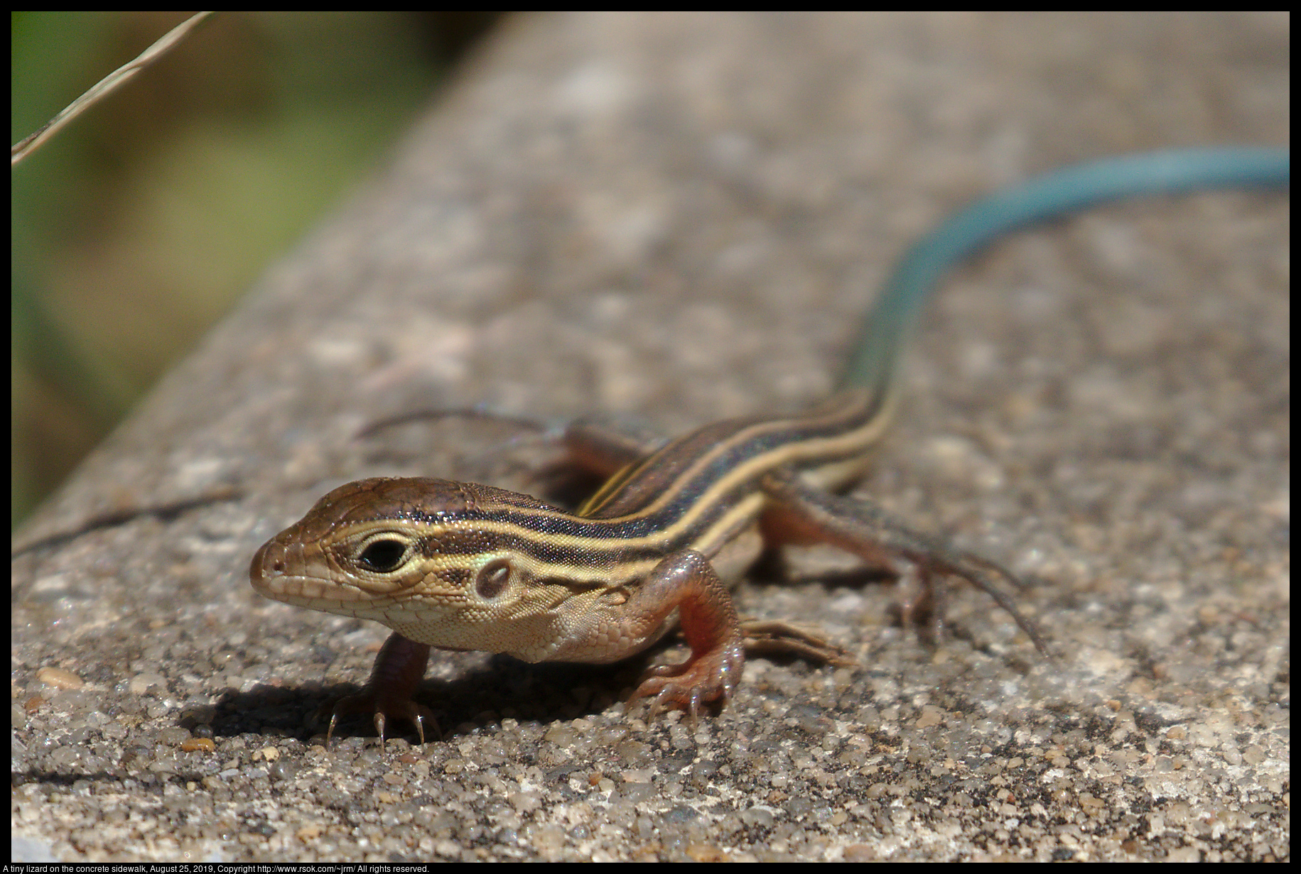 A tiny lizard on the concrete sidewalk, August 25, 2019