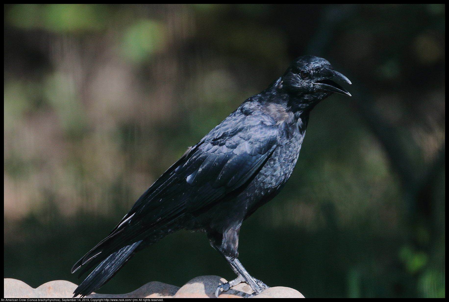 An American Crow (Corvus brachyrhynchos), September 14, 2019