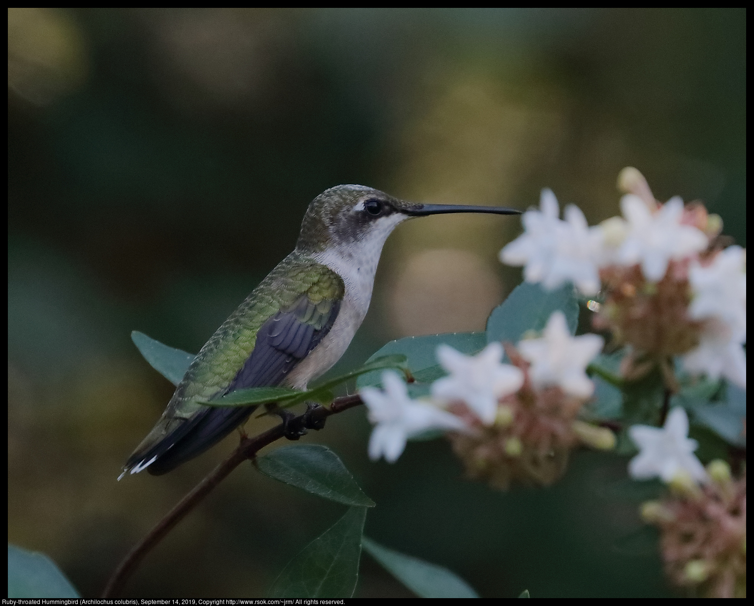 Ruby-throated Hummingbird (Archilochus colubris), September 14, 2019