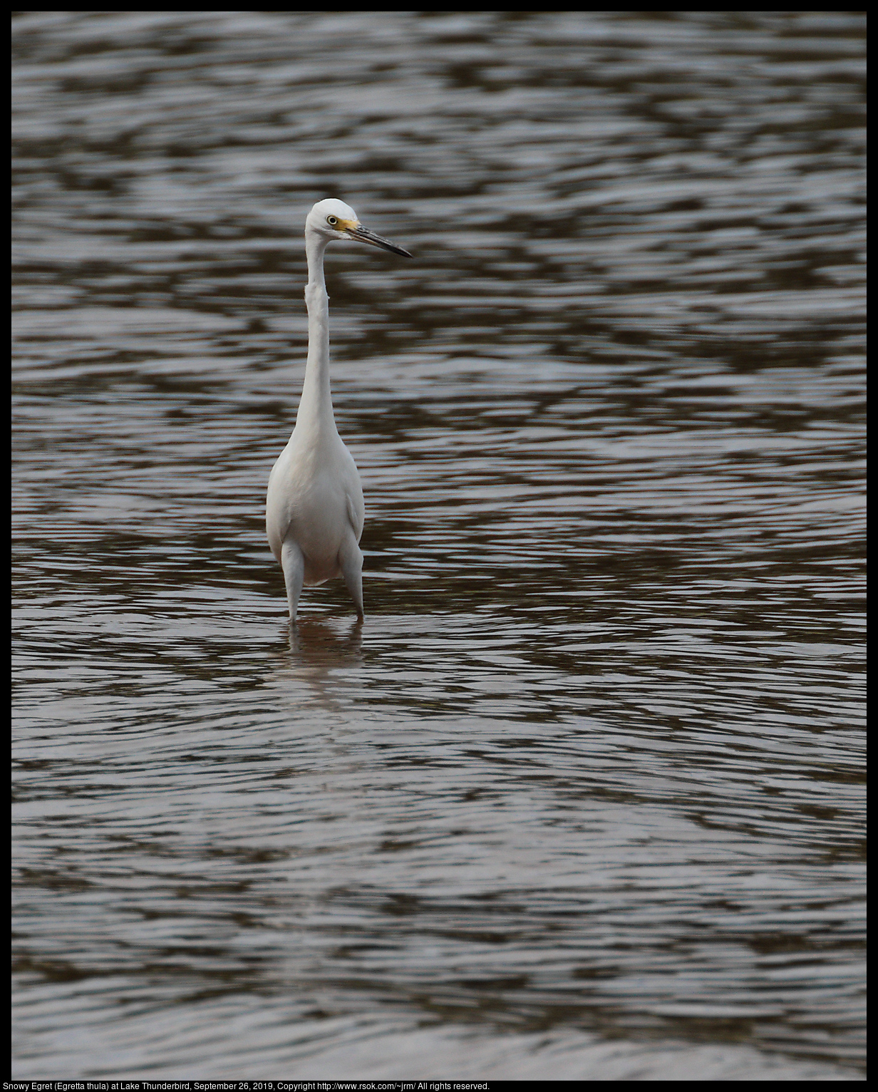 Snowy Egret (Egretta thula) at Lake Thunderbird, September 26, 2019