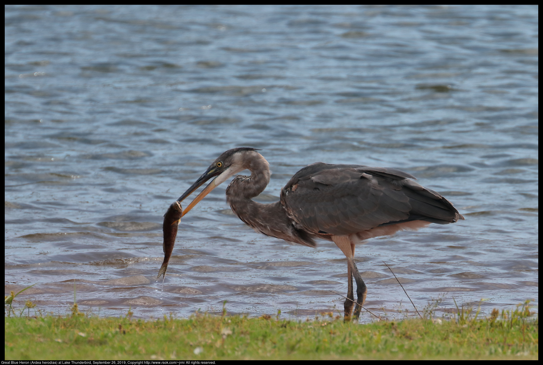 Great Blue Heron (Ardea herodias) at Lake Thunderbird, September 26, 2019