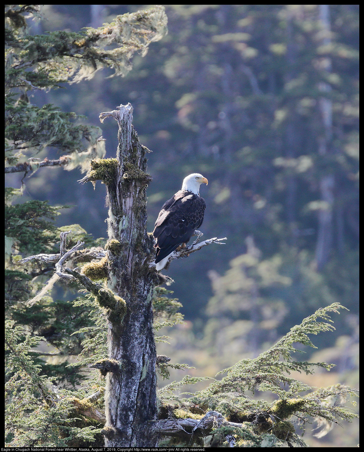 Eagle in Chugach National Forest near Whittier, Alaska, August 7, 2019