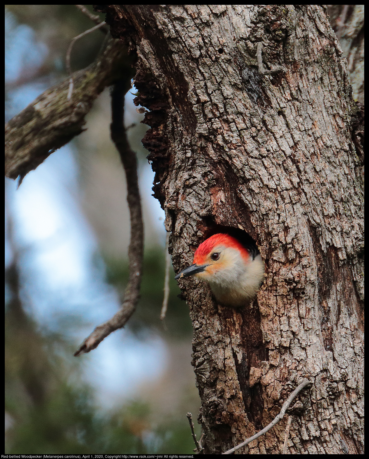 Red-bellied Woodpecker (Melanerpes carolinus), April 1, 2020