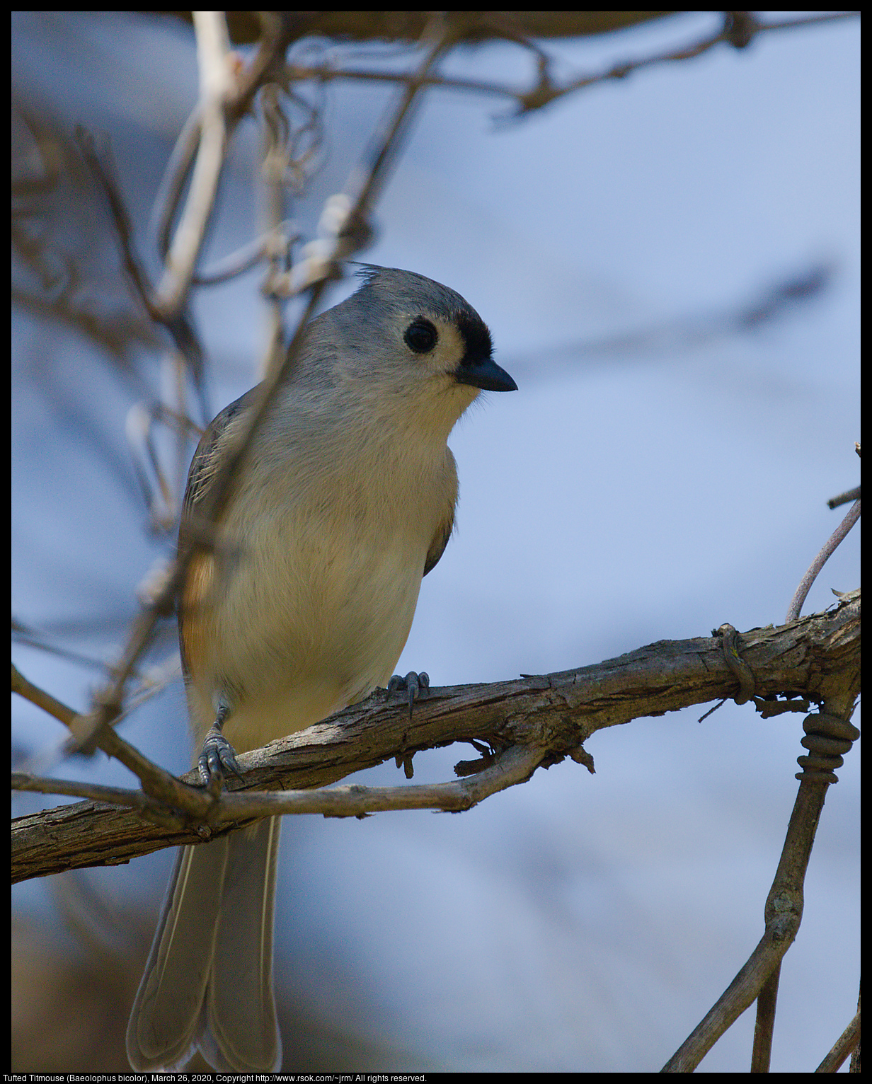 Tufted Titmouse (Baeolophus bicolor), March 26, 2020