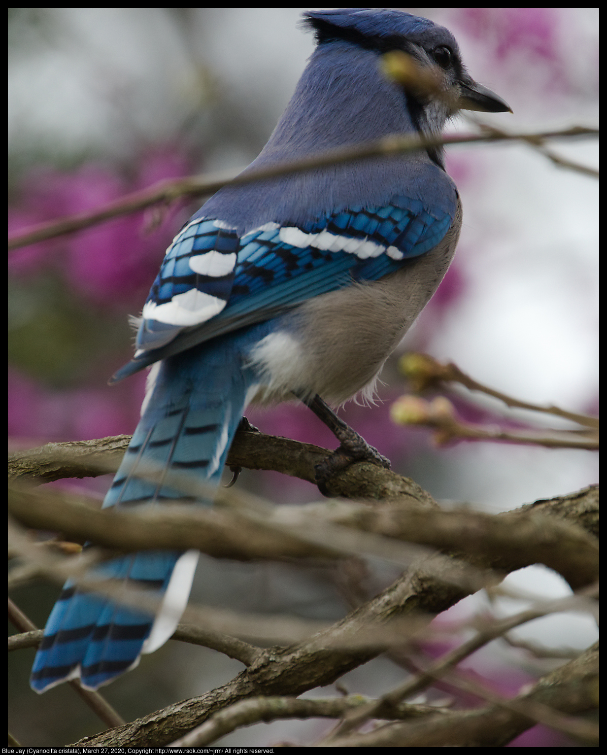 Blue Jay (Cyanocitta cristata), March 27, 2020