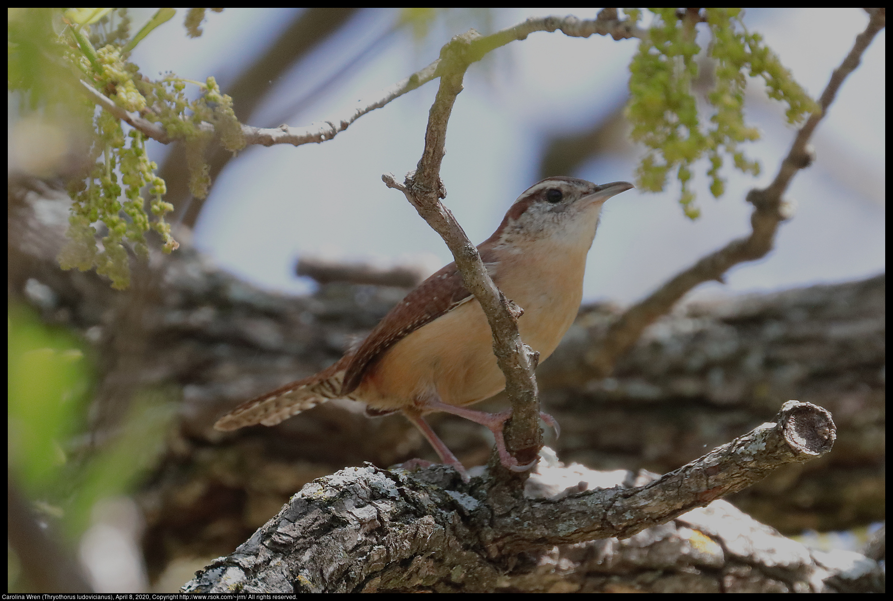 Carolina Wren (Thryothorus ludovicianus), April 8, 2020