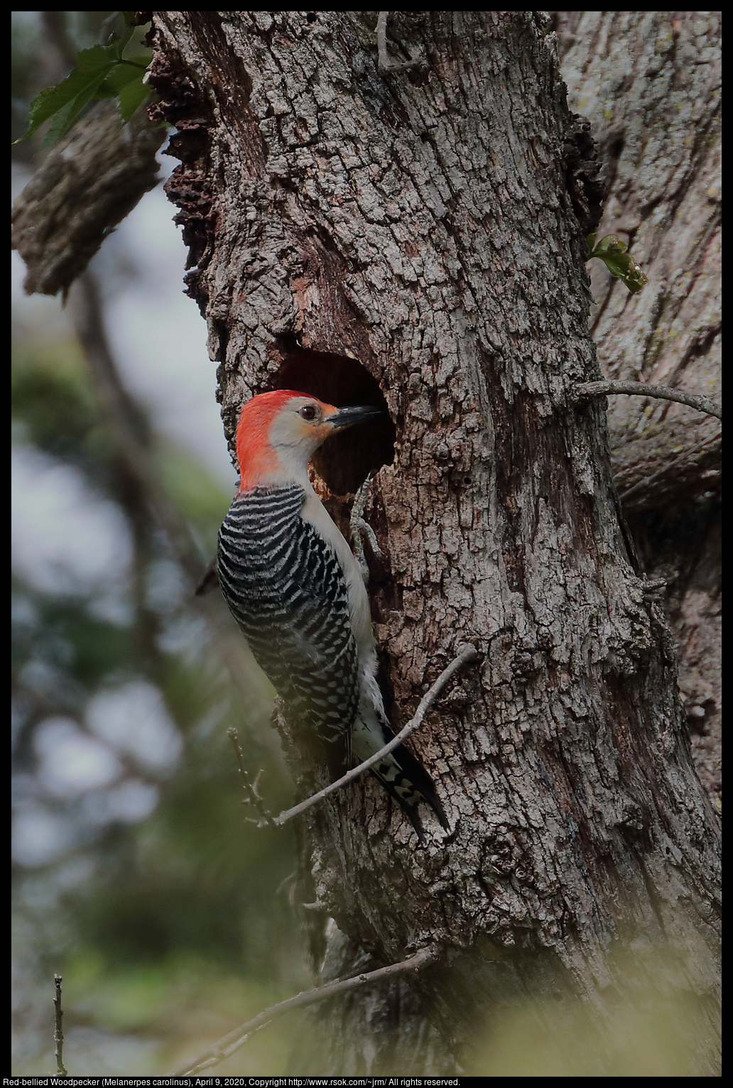 Red-bellied Woodpecker (Melanerpes carolinus), April 9, 2020