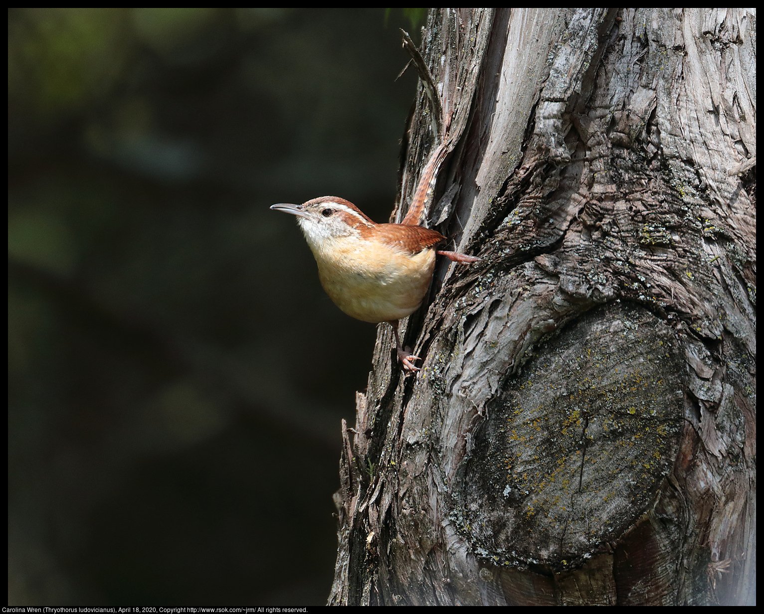 Carolina Wren (Thryothorus ludovicianus), April 18, 2020