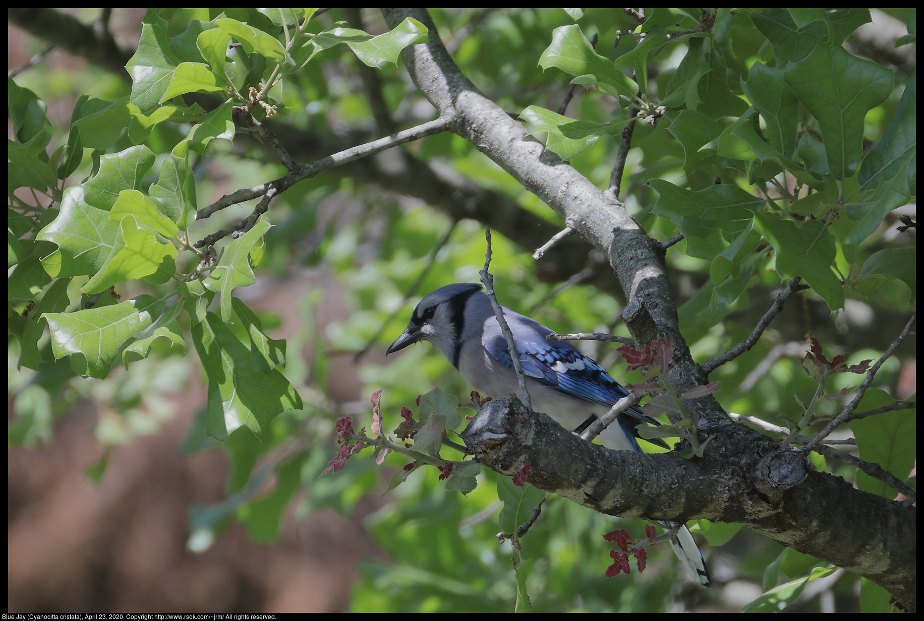 Blue Jay (Cyanocitta cristata), April 23, 2020