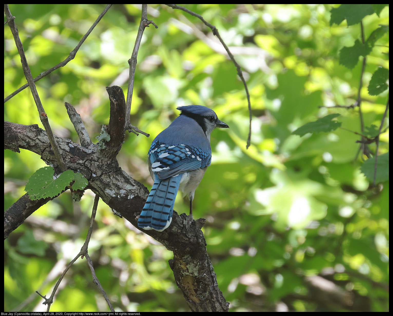 Blue Jay (Cyanocitta cristata), April 28, 2020