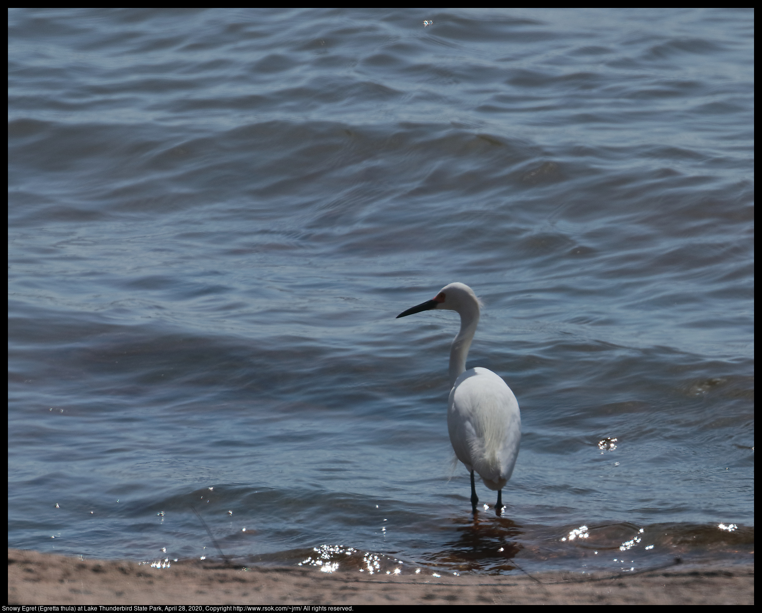 Snowy Egret (Egretta thula) at Lake Thunderbird State Park, April 28, 2020