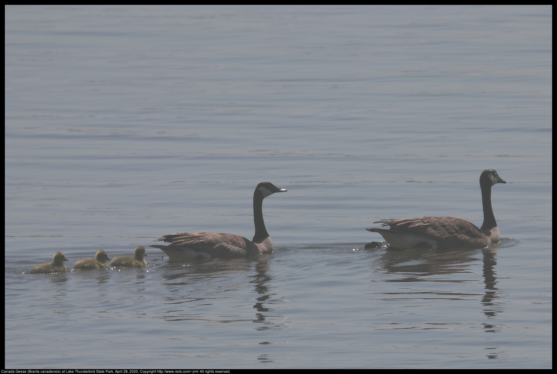 Canada Geese (Branta canadensis) at Lake Thunderbird State Park, April 28, 2020