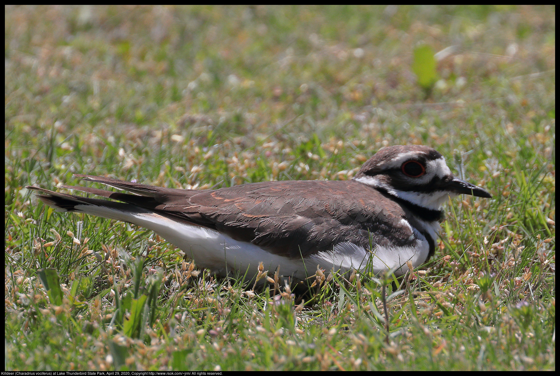 Killdeer (Charadrius vociferus) at Lake Thunderbird State Park, April 29, 2020