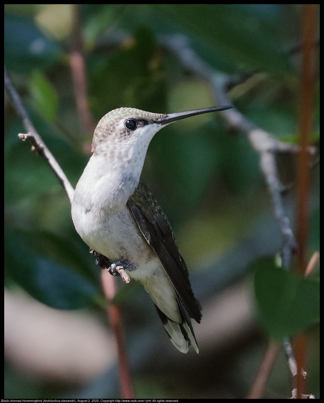 Ruby-throated Hummingbird (Archilochus colubris), August 2, 2020