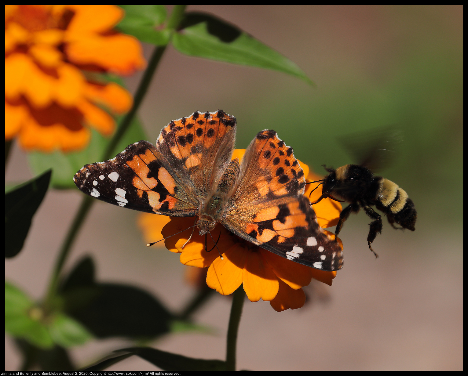 Zinnia and Butterfly and Bumblebee, August 2, 2020