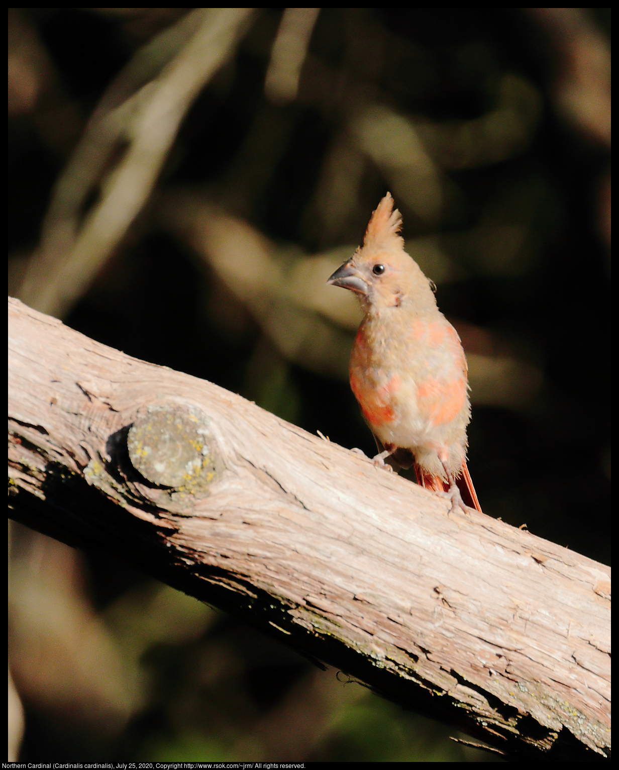 Northern Cardinal (Cardinalis cardinalis), July 25, 2020