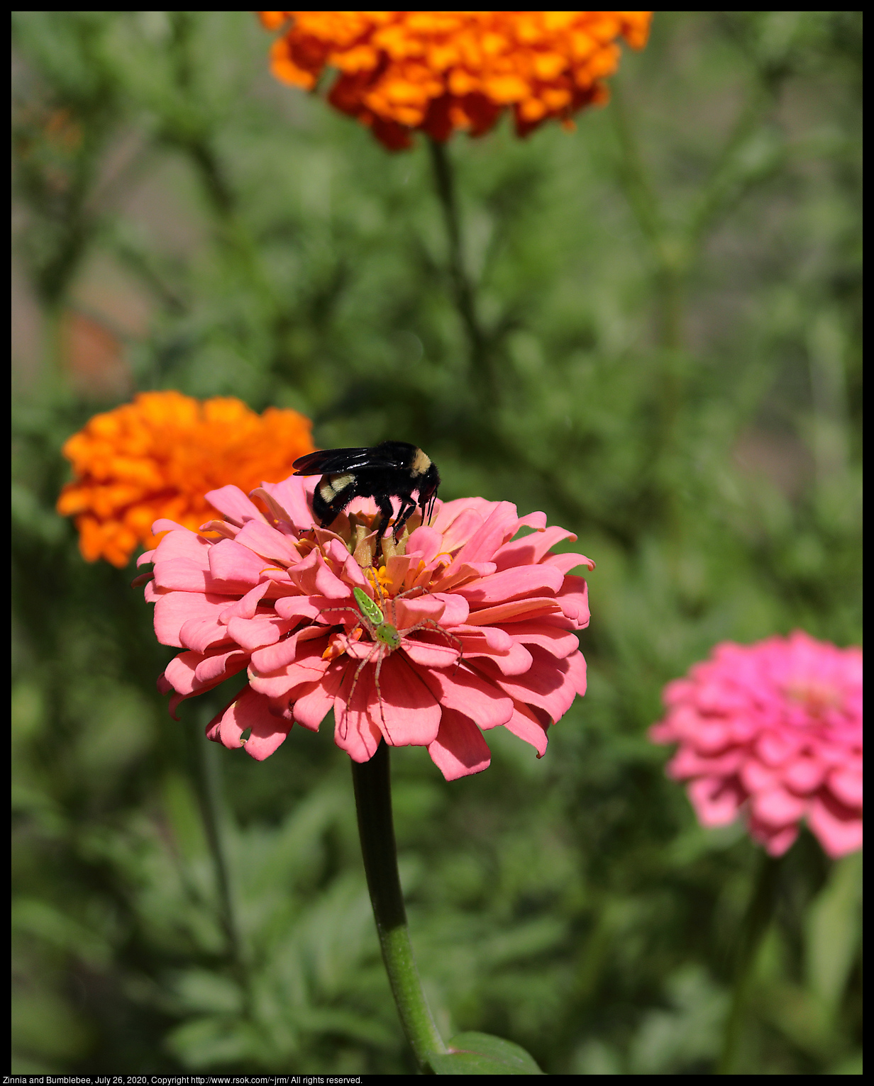 Zinnia and Bumblebee, July 26, 2020