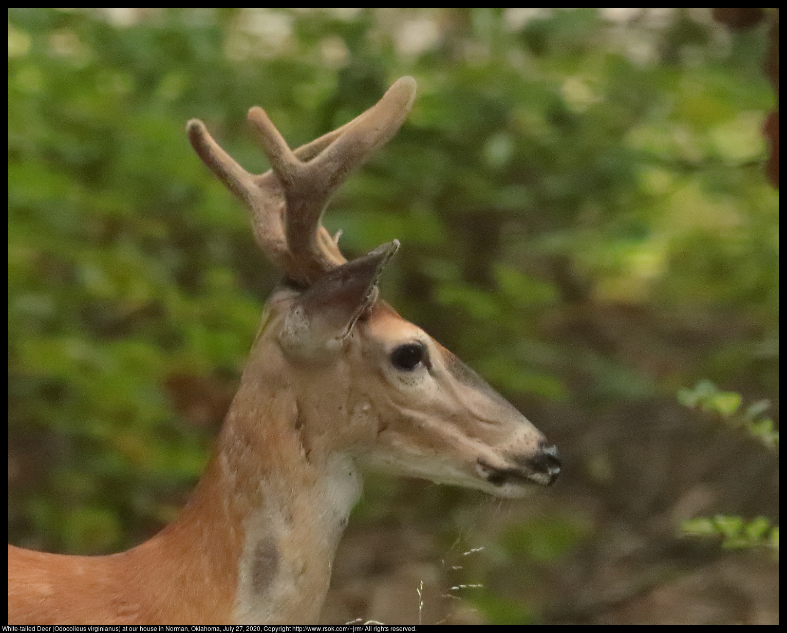 White-tailed Deer (Odocoileus virginianus) at our house in Norman, Oklahoma, July 27, 2020