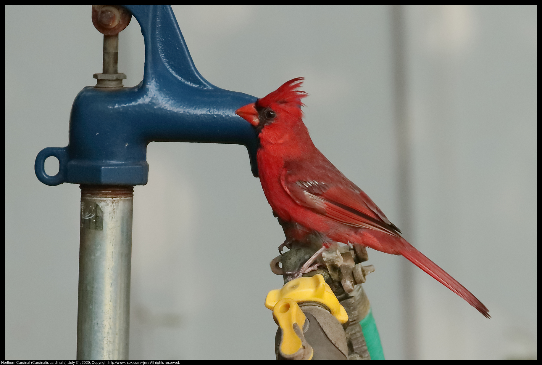 Northern Cardinal (Cardinalis cardinalis), July 31, 2020