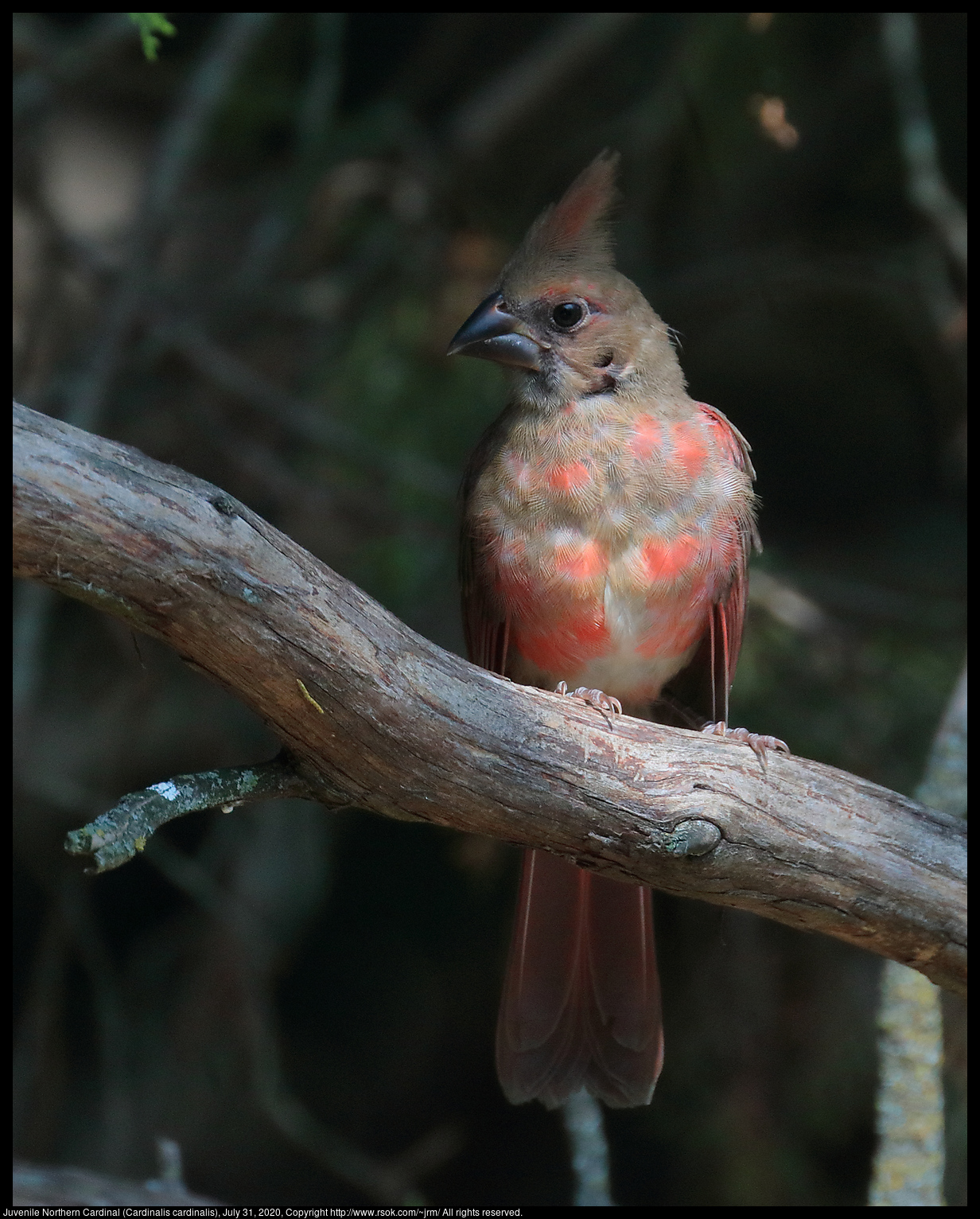 Juvenile Northern Cardinal (Cardinalis cardinalis), July 31, 2020