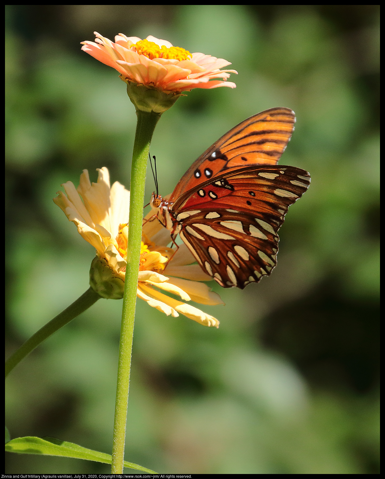 Zinnia and Gulf fritillary (Agraulis vanillae), July 31, 2020