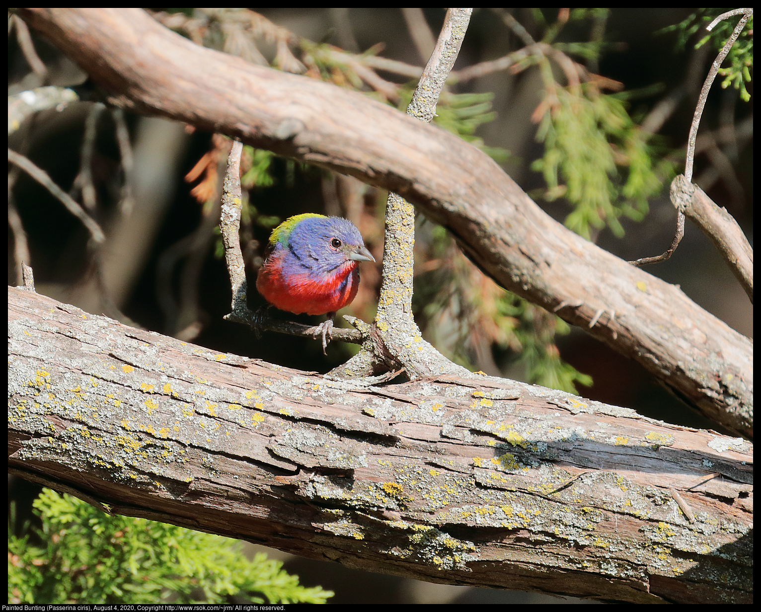 Painted Bunting (Passerina ciris), August 4, 2020