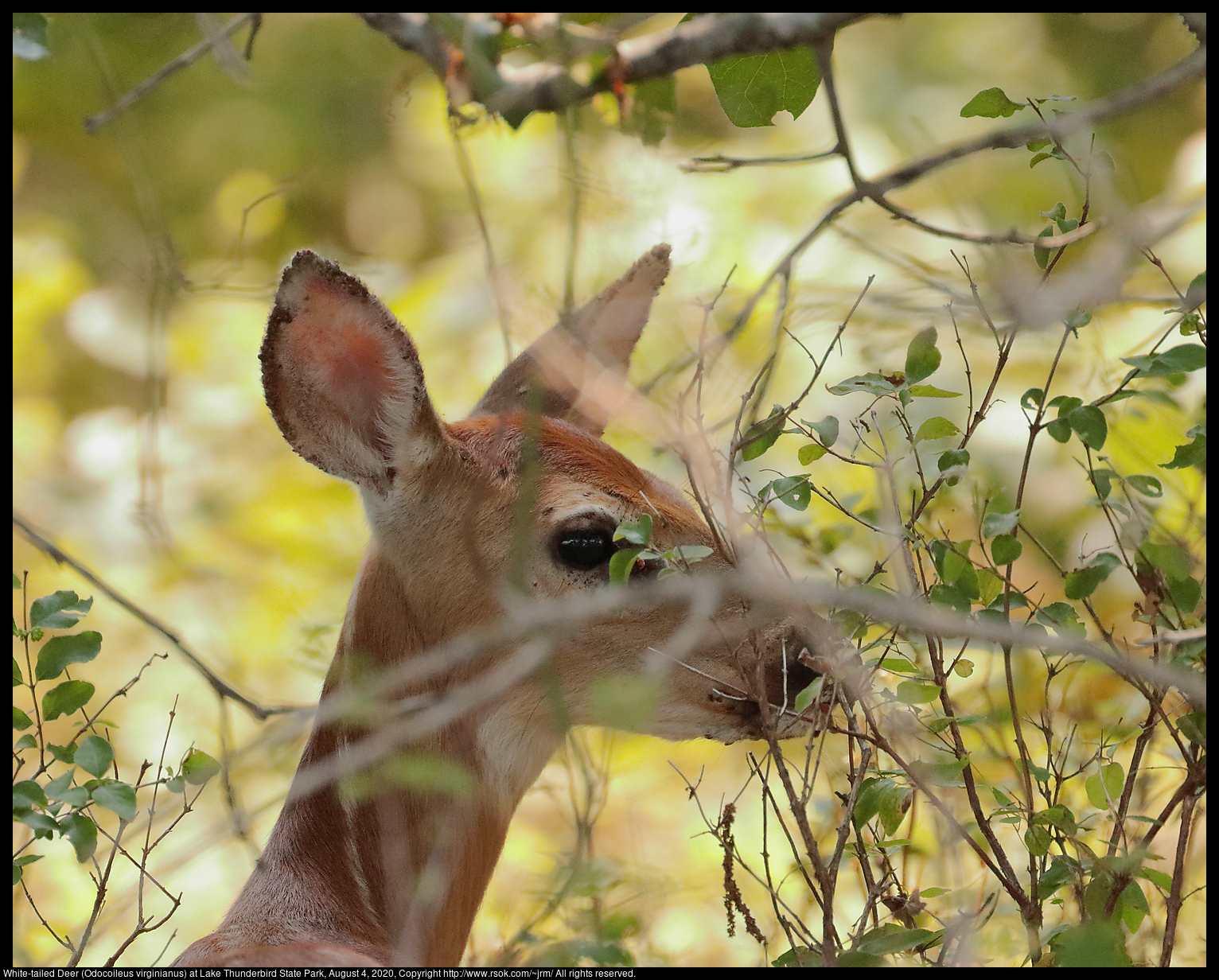 White-tailed Deer (Odocoileus virginianus) at Lake Thunderbird State Park, August 4, 2020