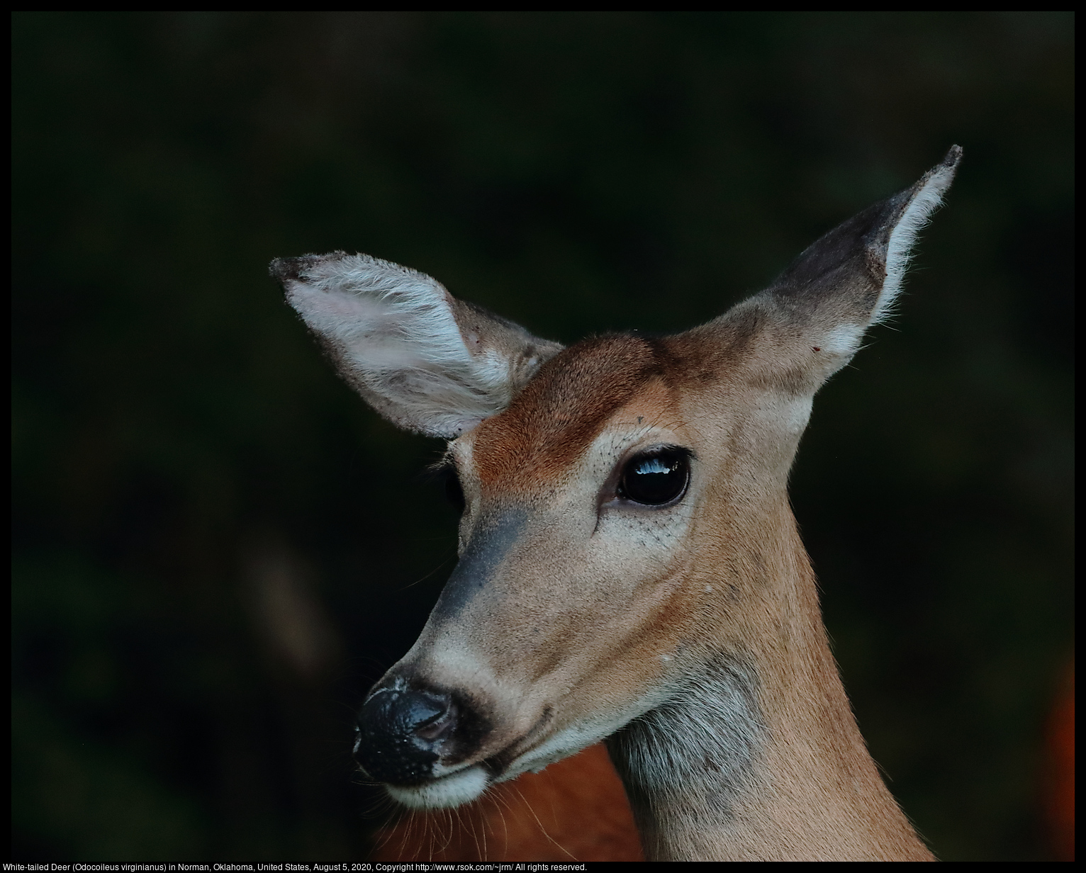 White-tailed Deer (Odocoileus virginianus) in Norman, Oklahoma, United States, August 5, 2020