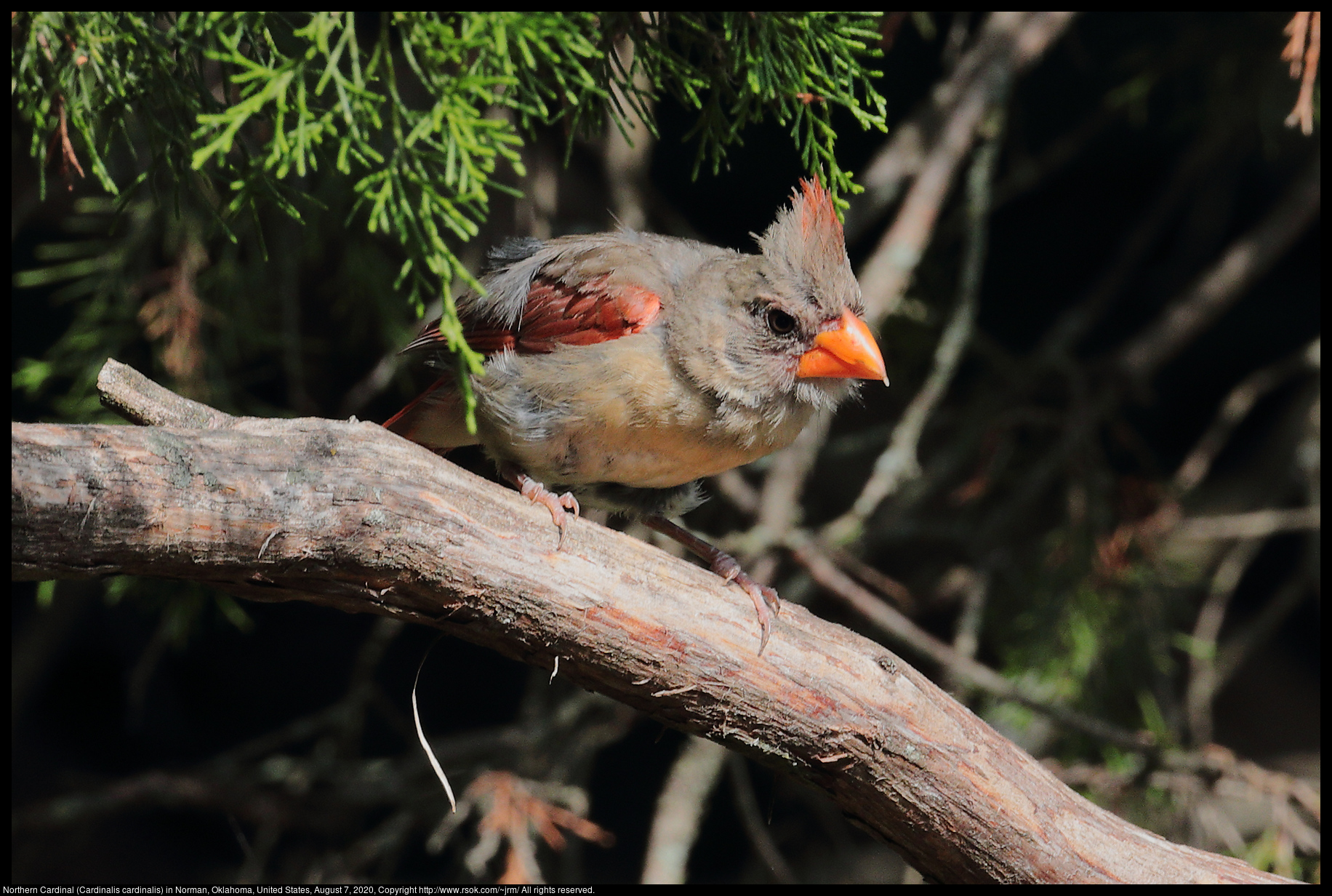 Northern Cardinal (Cardinalis cardinalis) in Norman, Oklahoma, United States, August 7, 2020