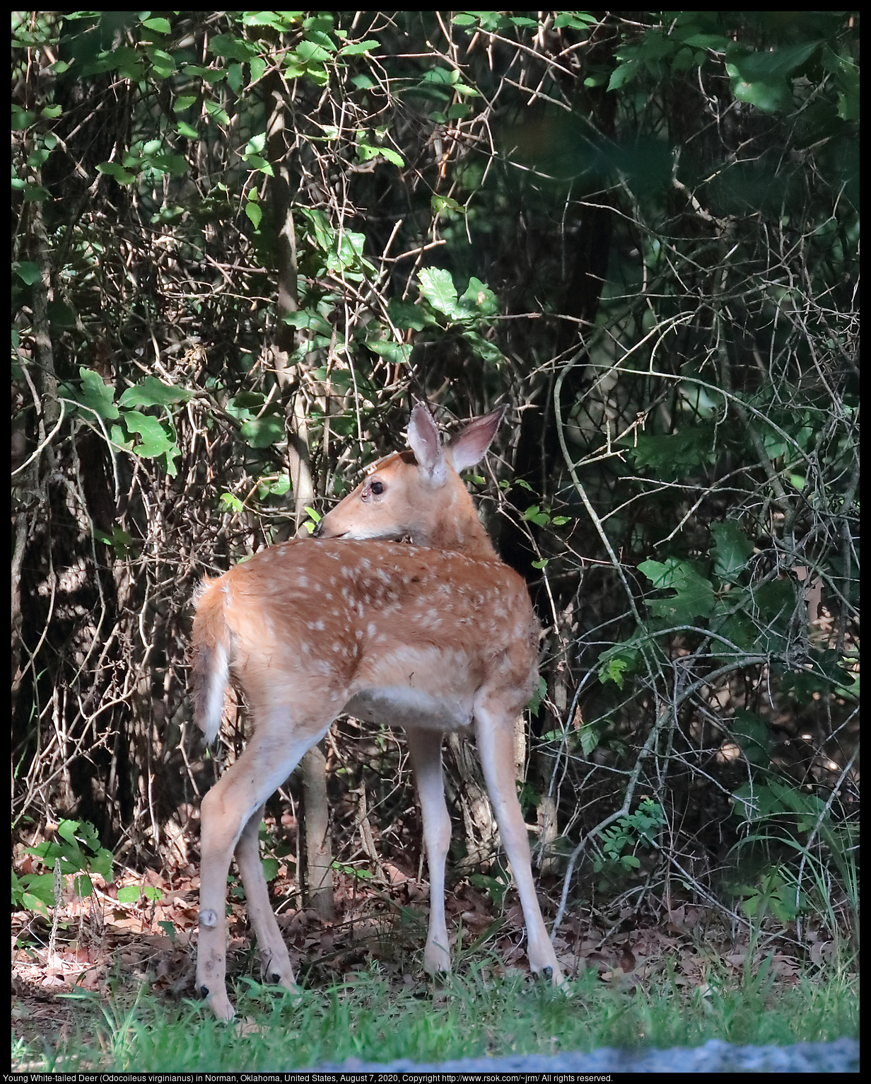 Young White-tailed Deer (Odocoileus virginianus) in Norman, Oklahoma, United States, August 7, 2020