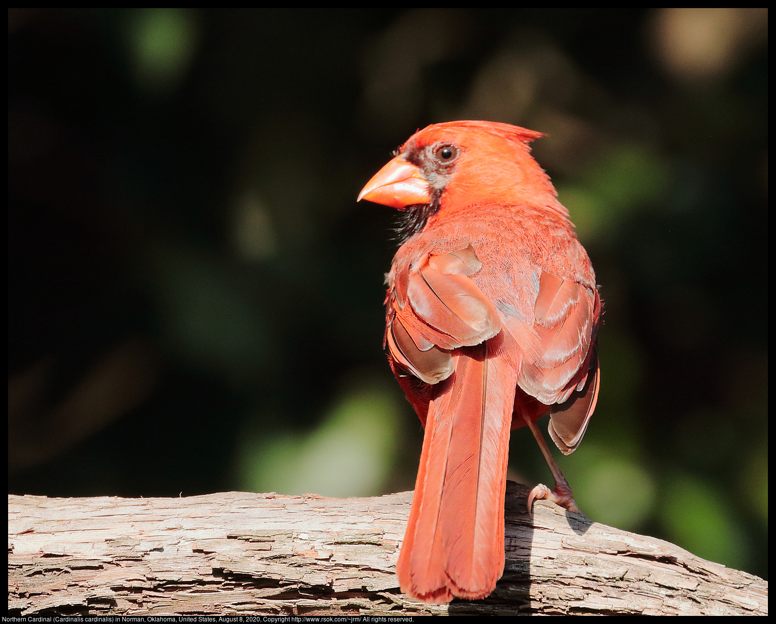 Northern Cardinal (Cardinalis cardinalis) in Norman, Oklahoma, United States, August 8, 2020