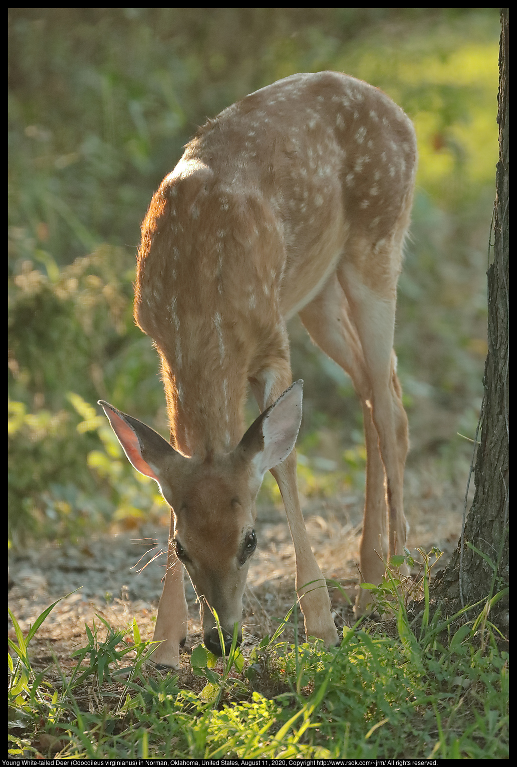 Young White-tailed Deer (Odocoileus virginianus) in Norman, Oklahoma, United States, August 11, 2020