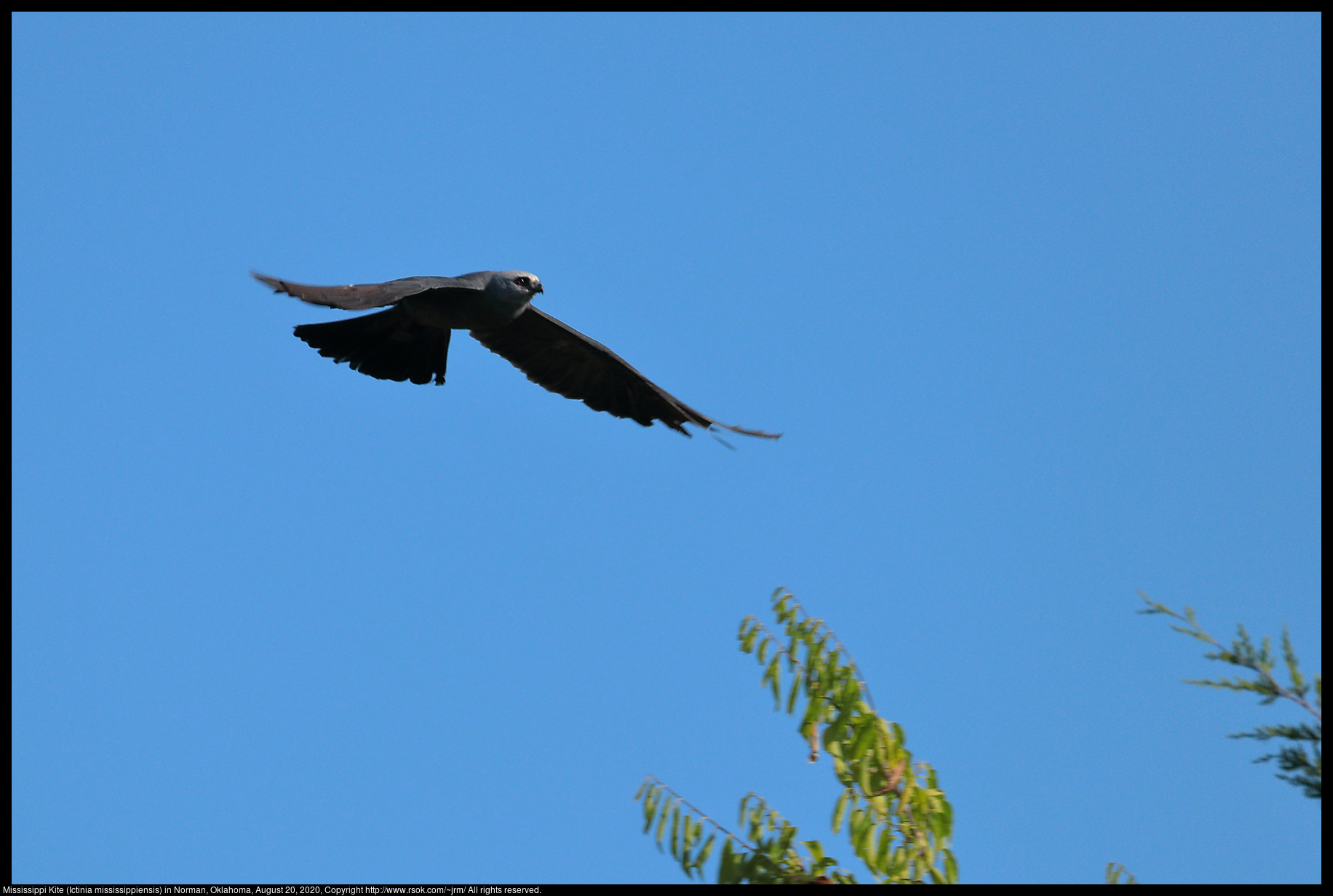 Mississippi Kite (Ictinia mississippiensis) in Norman, Oklahoma, August 20, 2020