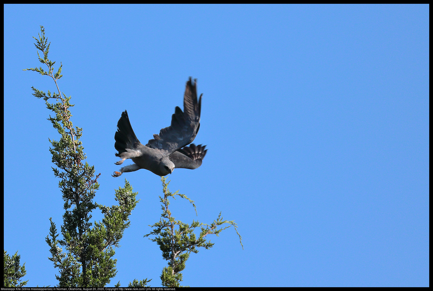 Mississippi Kite (Ictinia mississippiensis) in Norman, Oklahoma, August 20, 2020