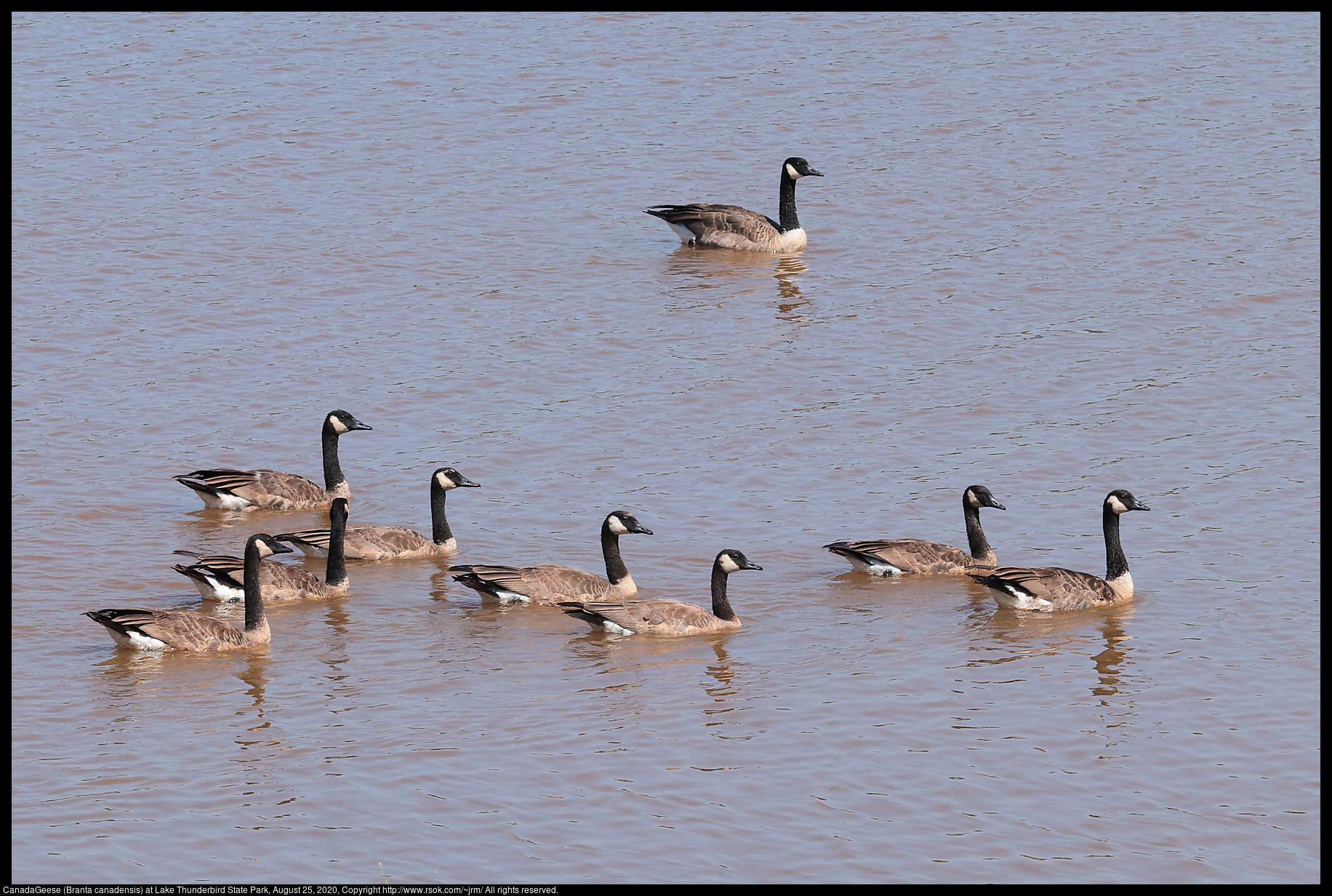 Canada Geese (Branta canadensis) at Lake Thunderbird State Park, August 25, 2020
