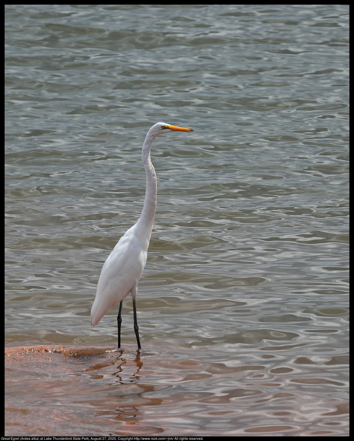 Great Egret (Ardea alba) at Lake Thunderbird State Park, August 27, 2020