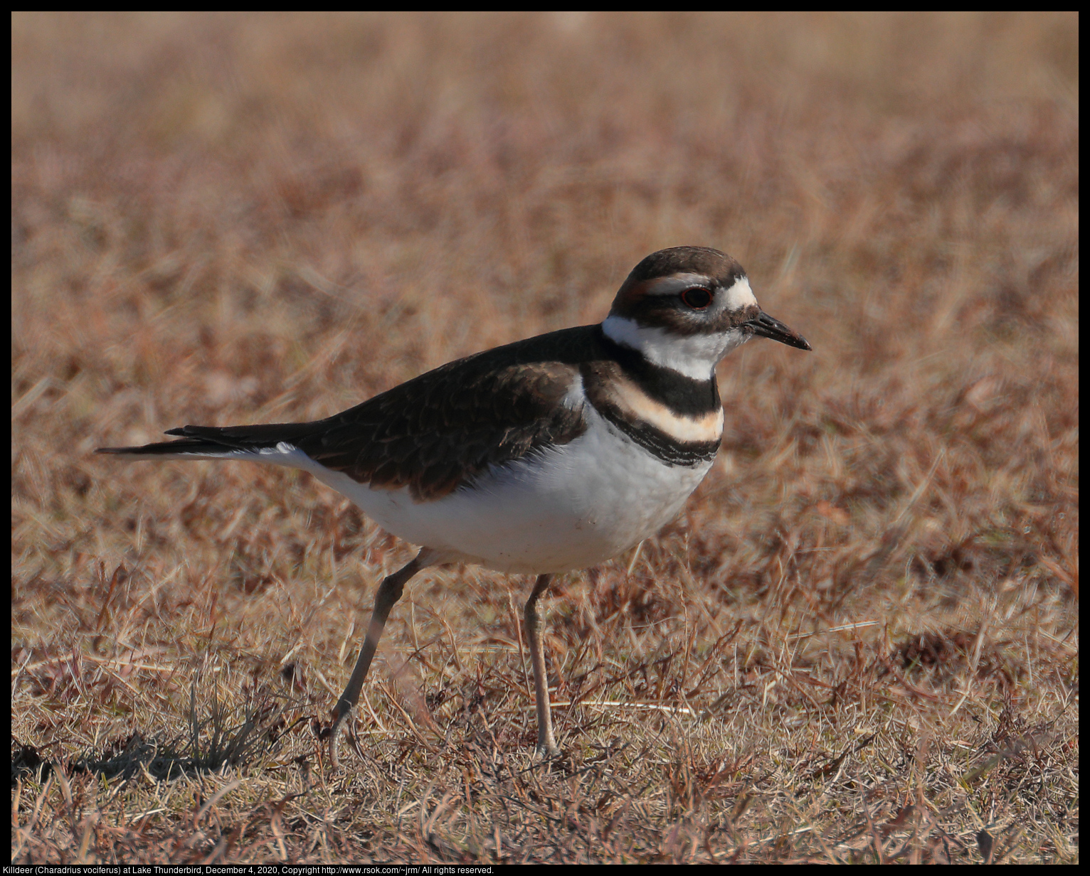 Killdeer (Charadrius vociferus) at Lake Thunderbird, December 4, 2020