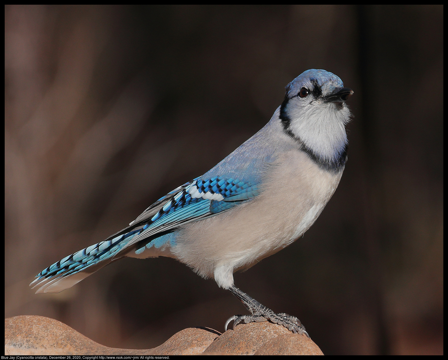 Blue Jay (Cyanocitta cristata), December 26, 2020