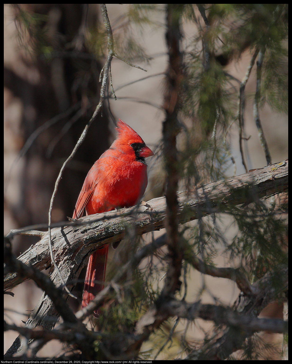 Northern Cardinal (Cardinalis cardinalis), December 26, 2020