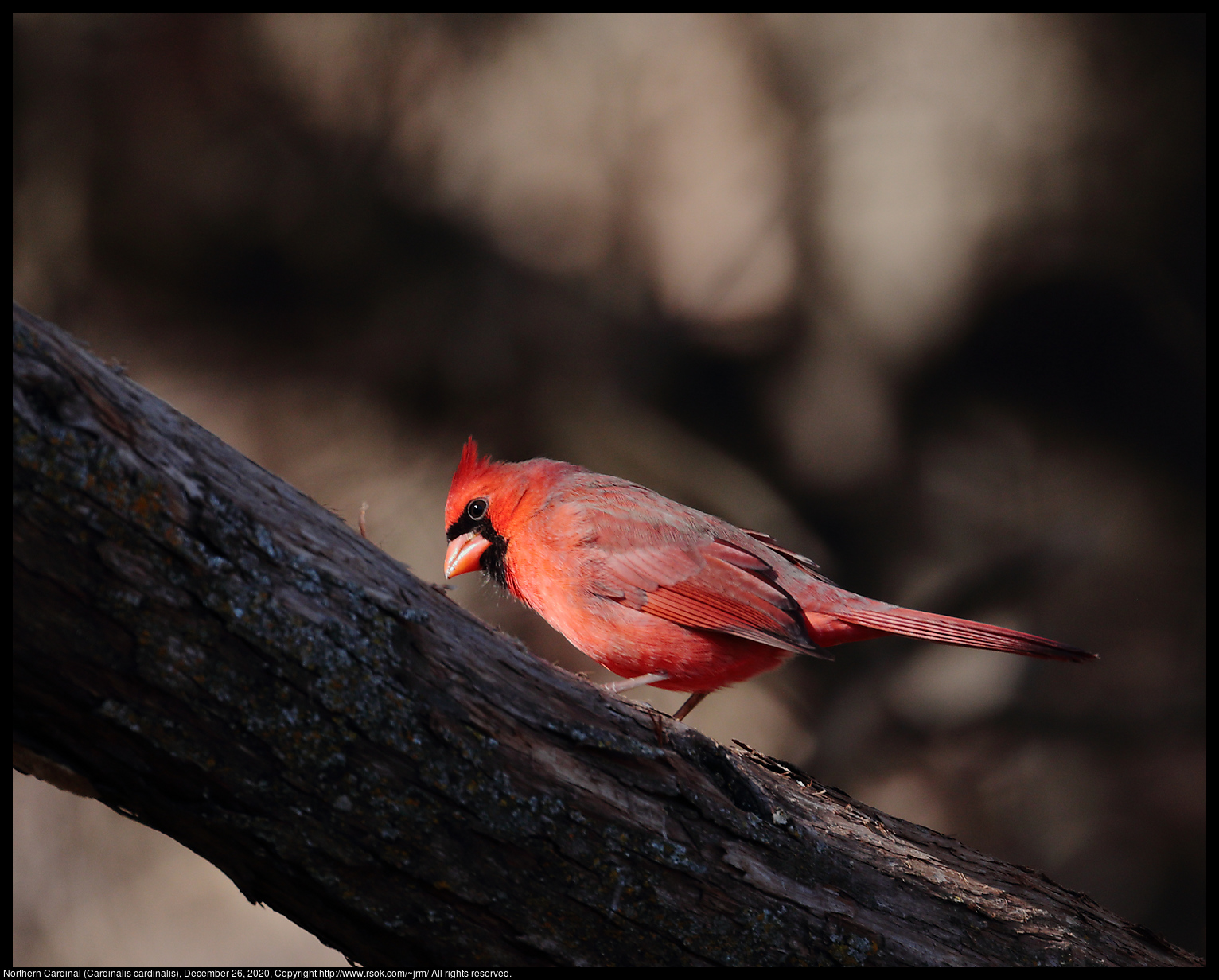 Northern Cardinal (Cardinalis cardinalis), December 26, 2020